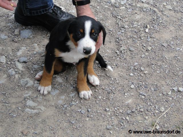 Welpe Appenzeller Sennenhund