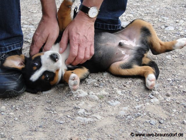 Welpe Appenzeller Sennenhund