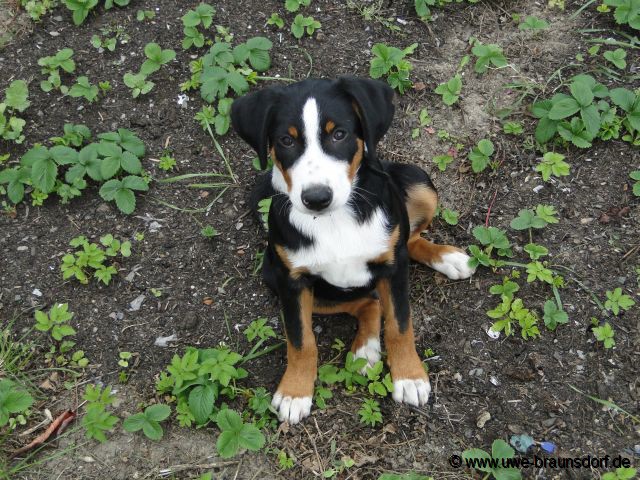 Welpe Appenzeller Sennenhund